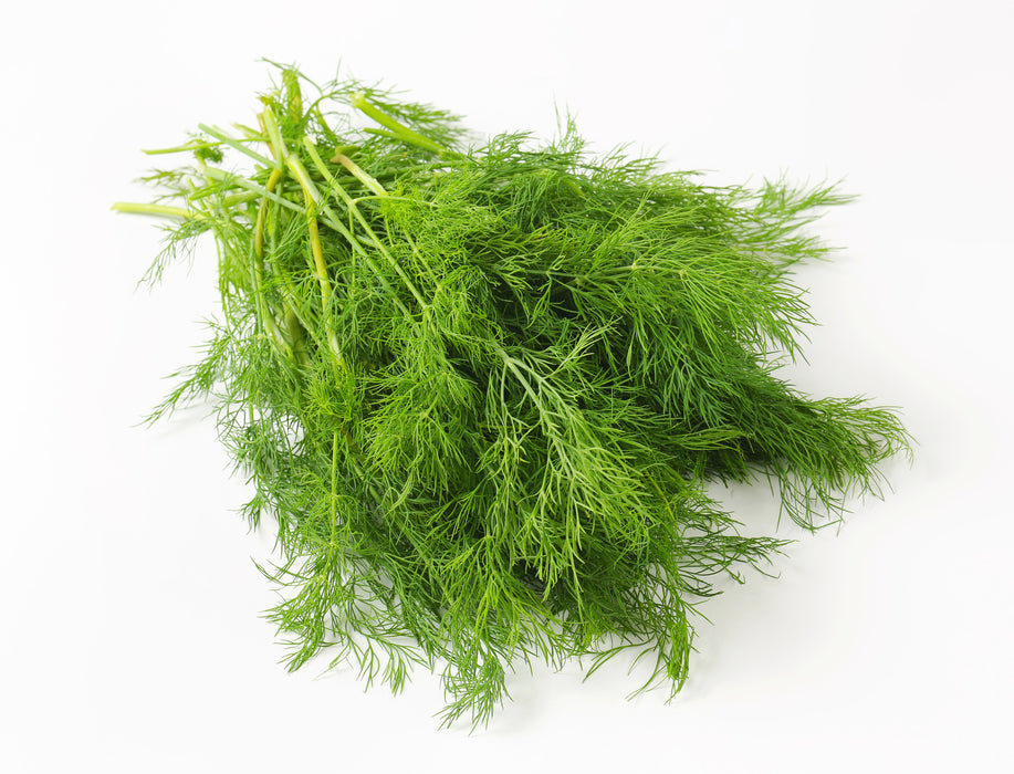 Dill Weed Organic Essential Oil - Sunrise Botanics