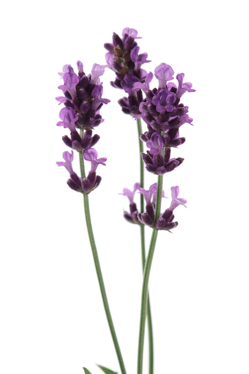 English Lavender Fragrance Oil - Sunrise Botanics