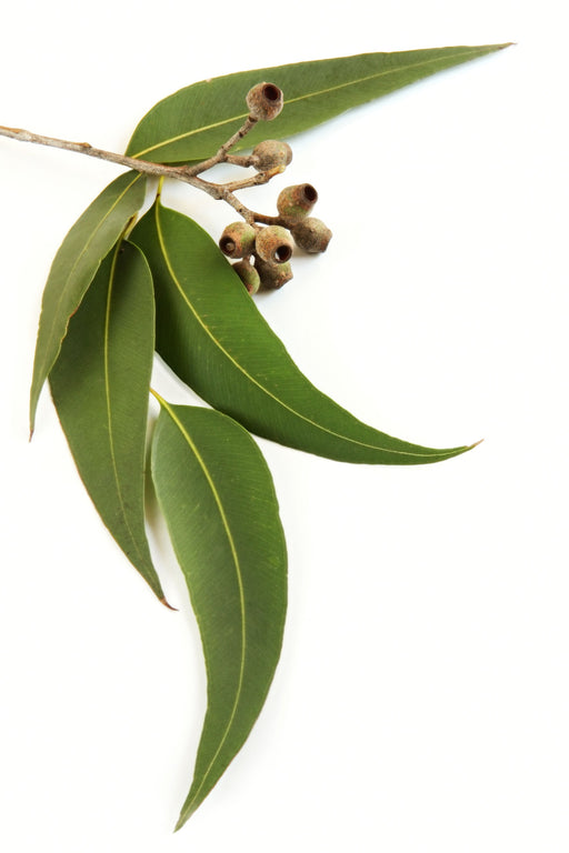 Eucalyptus Lemon Organic Essential Oil - Sunrise Botanics