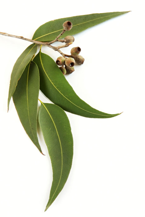 Eucalyptus Red Organic Essential Oil - Sunrise Botanics