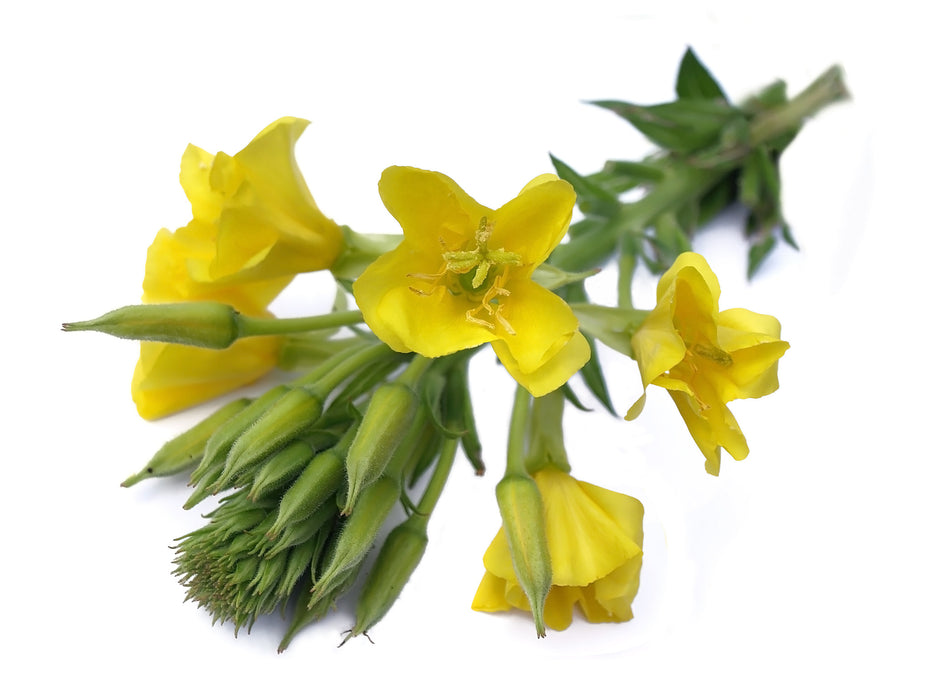 Evening Primrose Carrier Oil (Unrefined) - Sunrise Botanics