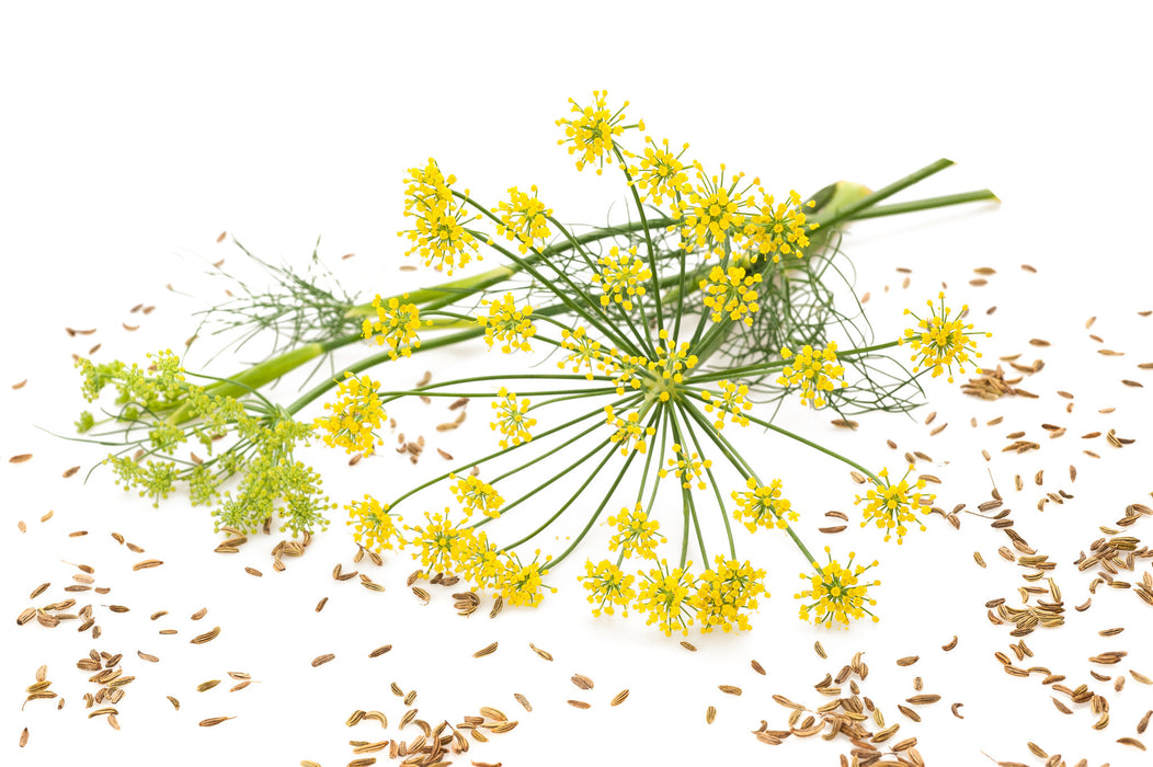 Fennel Sweet Organic Essential Oil - Sunrise Botanics