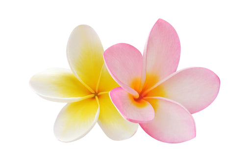 Frangipani Fragrance Oil - Sunrise Botanics