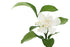 Gardenia Fragrance Oil - Sunrise Botanics