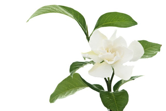 Gardenia Absolute - Sunrise Botanics