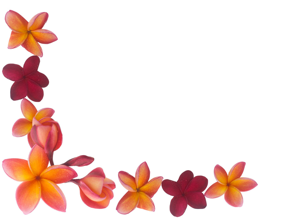 Hawaiian Plumeria Fragrance Oil - Sunrise Botanics