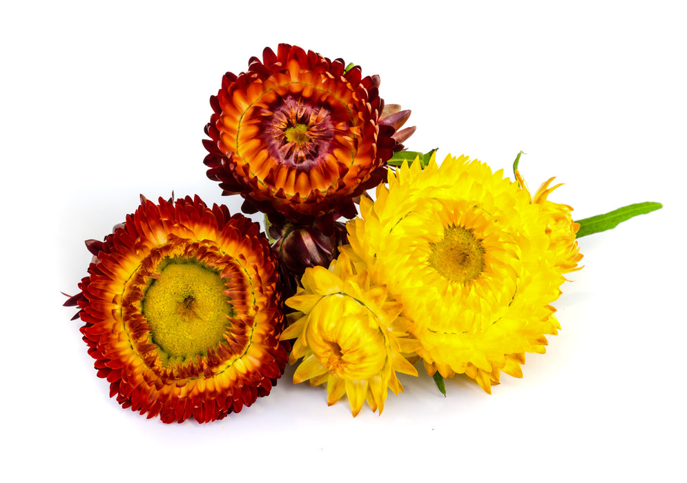 Helichrysum 5% - Sunrise Botanics