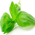 Tulsi Essential Oil (India) - Sunrise Botanics