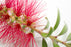 Honey Myrtle Essential Oil (Australia) - Sunrise Botanics