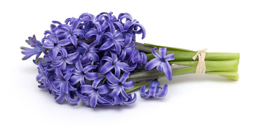 Hyacinth Absolute - Sunrise Botanics