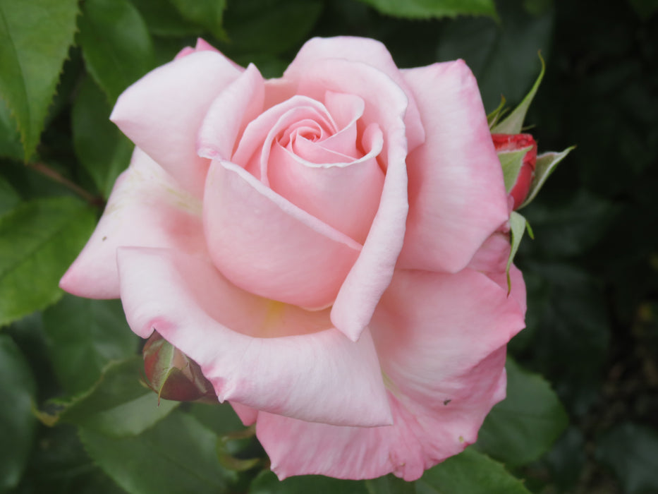 Rose Bloom Fragrance Oil