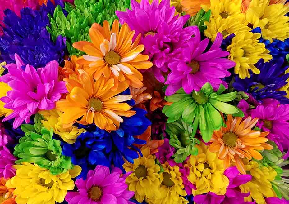Chrysanthemum Fragrance Oil