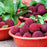 Bayberry Fragrance Oil