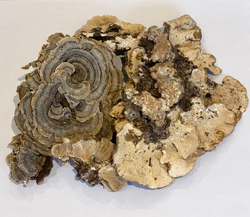 Turkey Tail