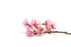 Japanese Cherry Blossom Fragrance Oil - Sunrise Botanics
