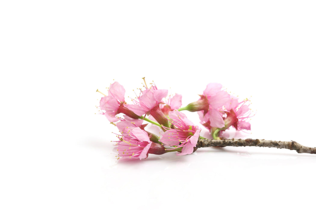 Japanese Cherry Blossom Fragrance Oil - Sunrise Botanics