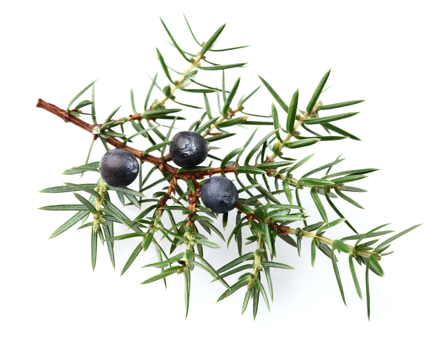 Juniper Berry Essential Oil (Slovenia) - Sunrise Botanics