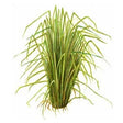 Vetiver Essential Oil - Sunrise Botanics