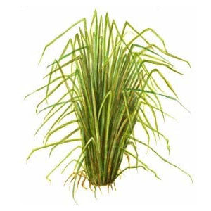 Vetiver Essential Oil - Sunrise Botanics