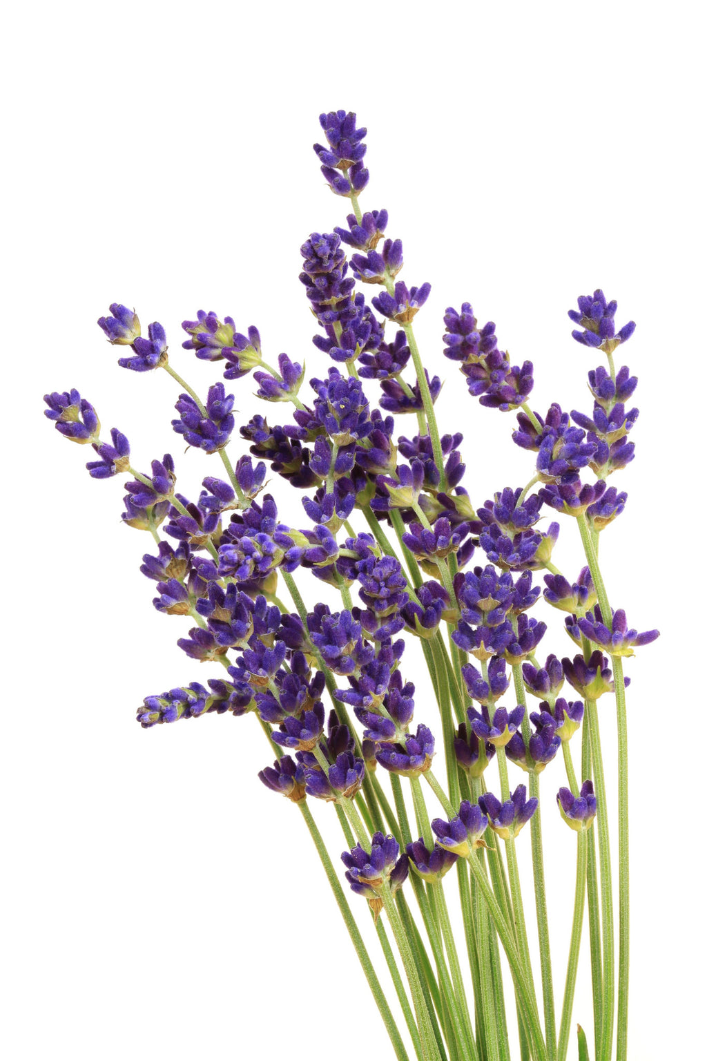 Organic Essential Oils — Sunrise Botanics