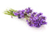 Lavender Flower Essential Oil CO2 Extract - Sunrise Botanics