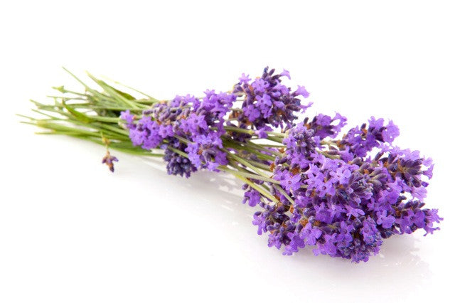 Lavender Essential Oil (Spain) - Sunrise Botanics