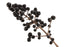 Ligustrum Berry (Glossy Privet) - Sunrise Botanics