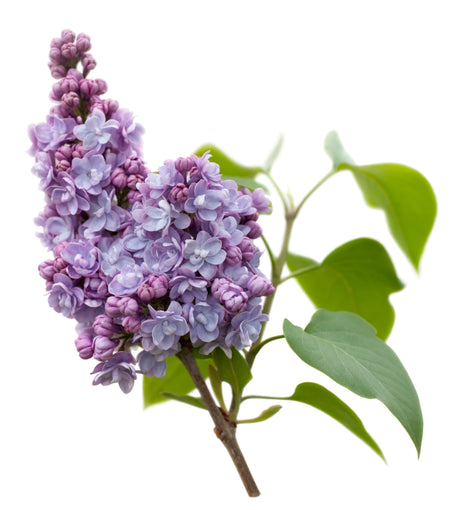 Lilac Absolute - Sunrise Botanics