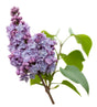 Lilac Absolute - Sunrise Botanics
