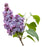 Lilac & Lilies Fragrance Oil - Sunrise Botanics