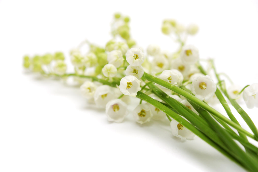 Lily of the Valley Fragrance Oil - Sunrise Botanics