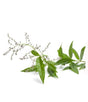 Litsea Cubeba Essential Oil - Sunrise Botanics