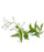 Litsea Cubeba Organic Essential Oil - Sunrise Botanics