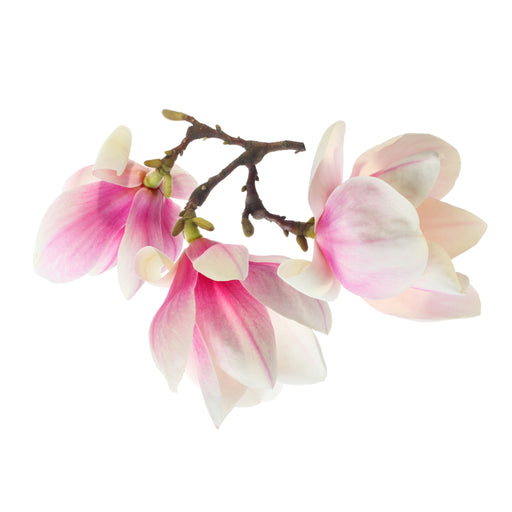 Magnolia Fragrance Oil - Sunrise Botanics
