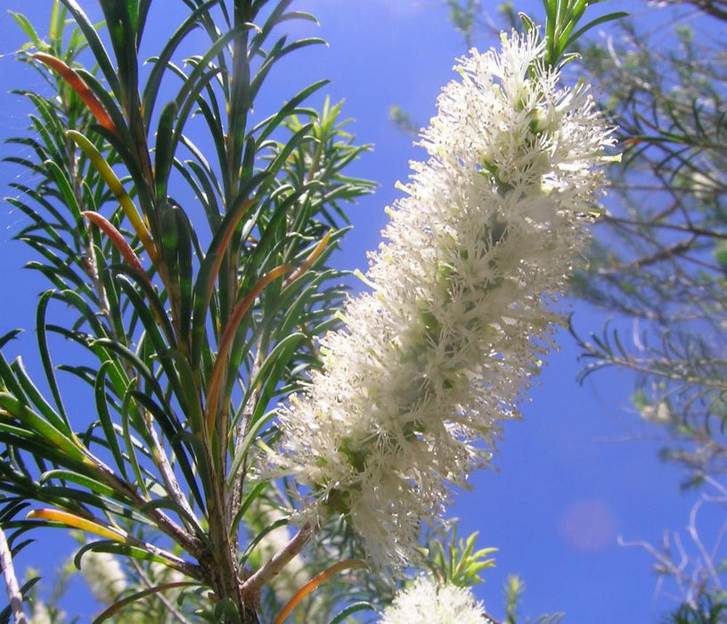 Rosalina Essential Oil (Australia) - Sunrise Botanics