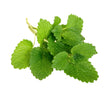 Melissa Leaf Essential Oil - Sunrise Botanics