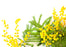 Mimosa C/S - Sunrise Botanics