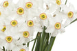 Narcissus Absolute - Sunrise Botanics