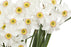 Narcissus Absolute - Sunrise Botanics