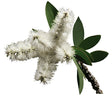 Niaouli Essential Oil (Madagascar) - Sunrise Botanics