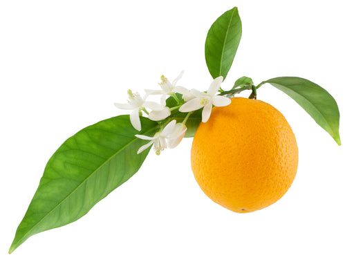 Orange Sweet Organic Essential Oil - Sunrise Botanics