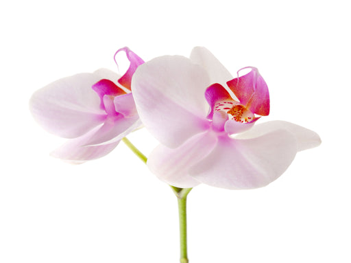 Orchid Absolute - Sunrise Botanics