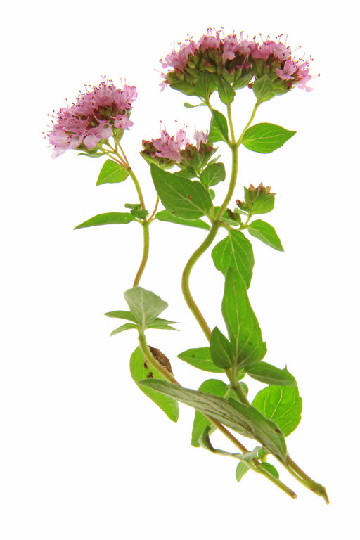 Origanum Essential Oil (Spain) - Sunrise Botanics