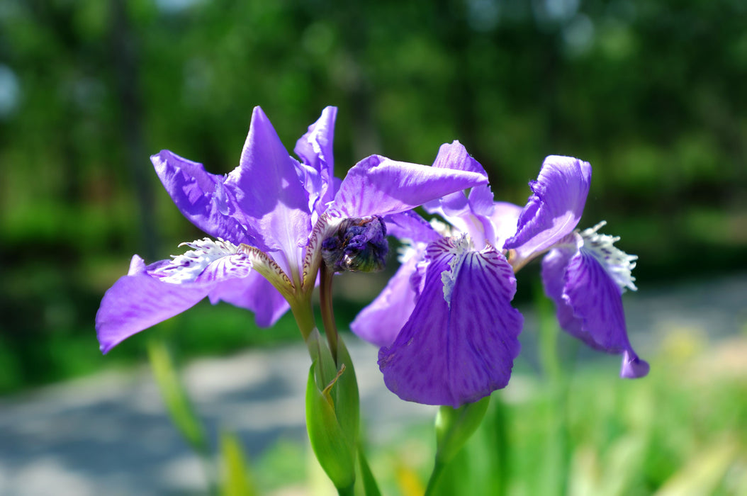 Orris Absolute - Sunrise Botanics