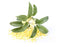 Osmanthus Absolute - Sunrise Botanics