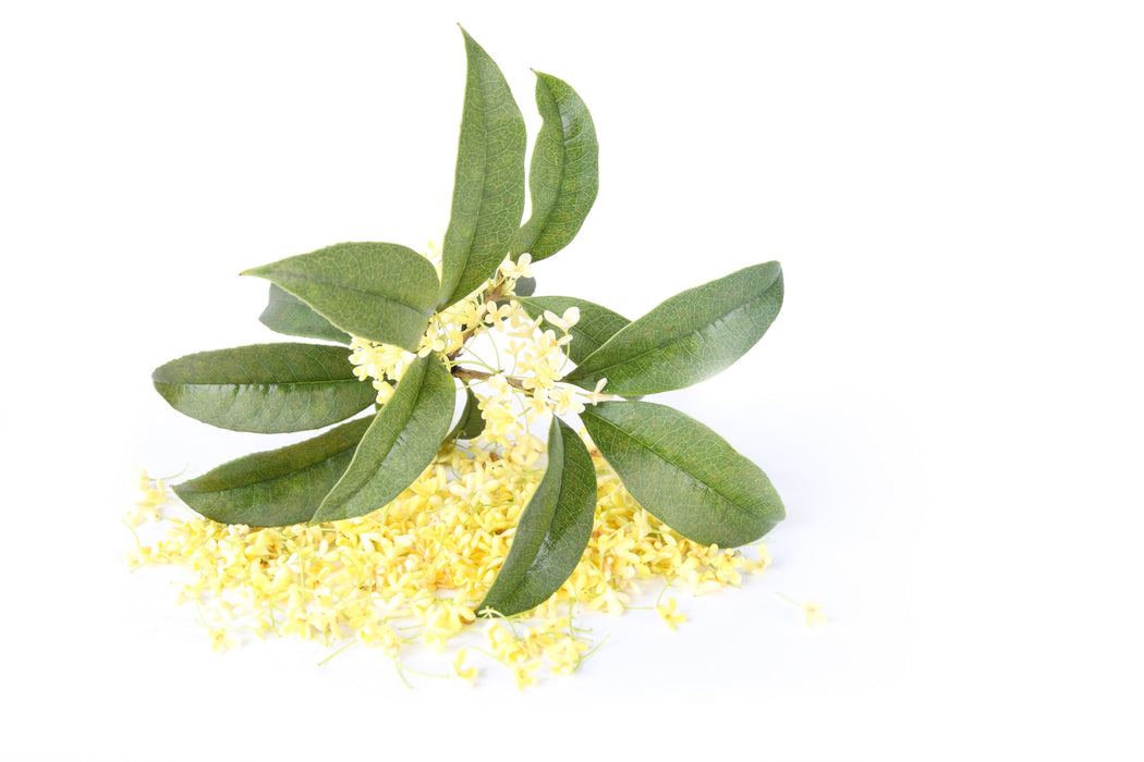 Osmanthus Absolute - Sunrise Botanics