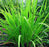 Palmarosa Organic Essential Oil - Sunrise Botanics
