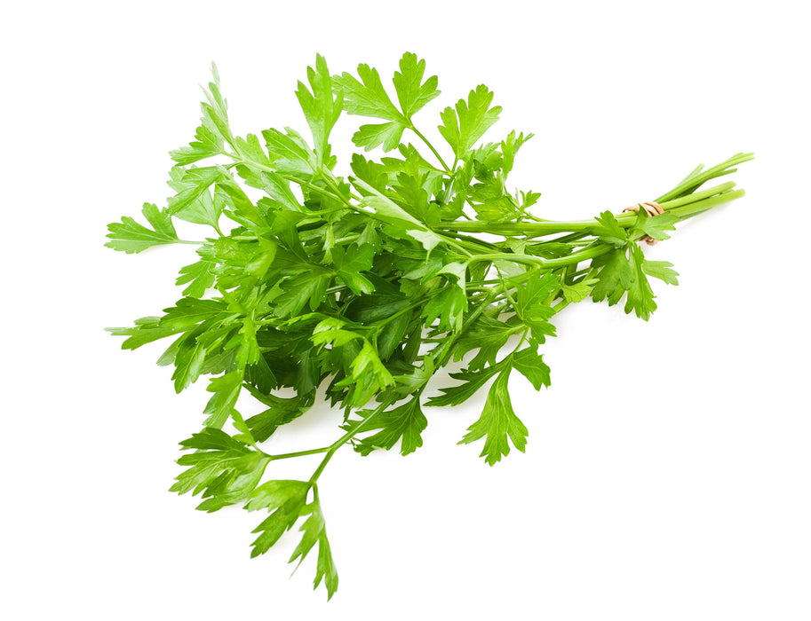 Parsley Essential Oil (India) - Sunrise Botanics