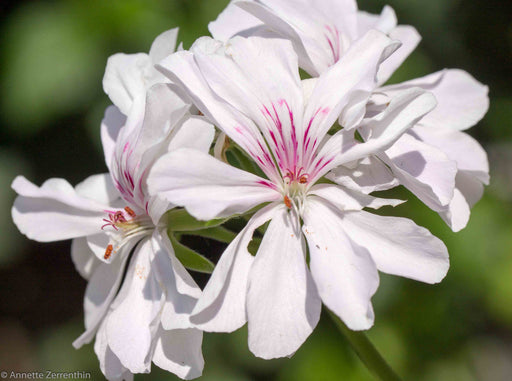 Peppermint Geranium Essential Oil - Sunrise Botanics