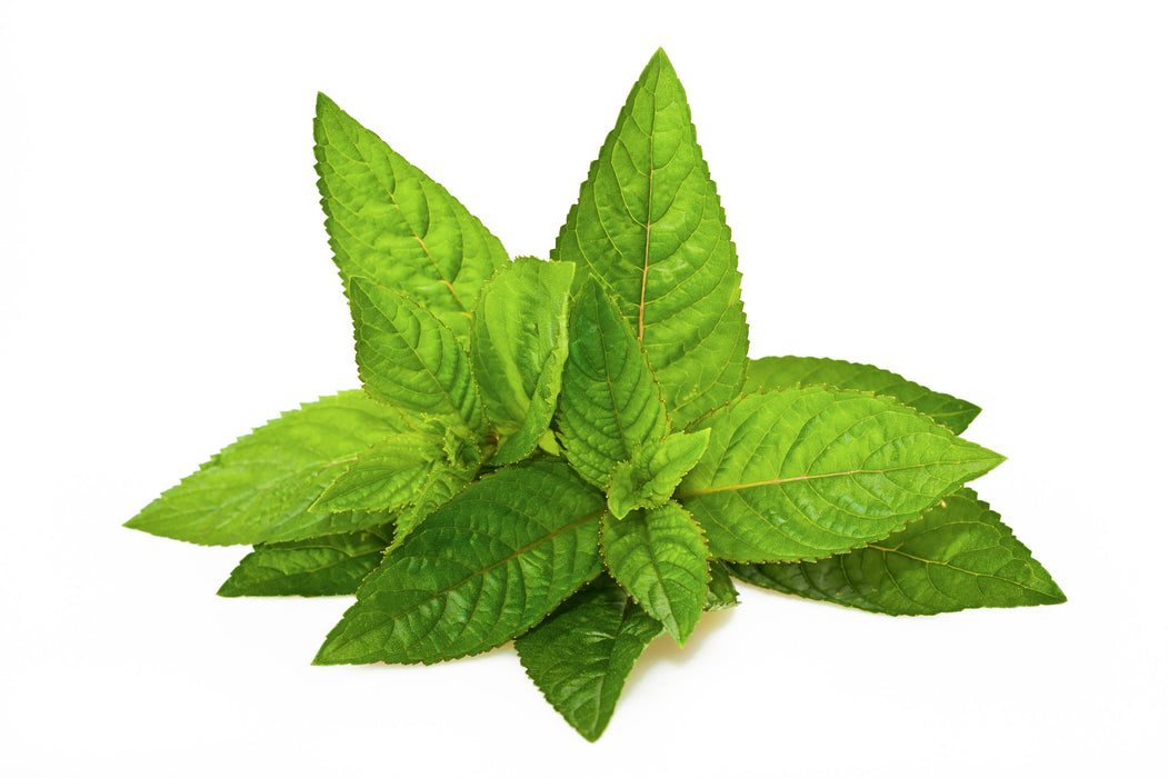 Peppermint Supreme Essential Oil - Sunrise Botanics